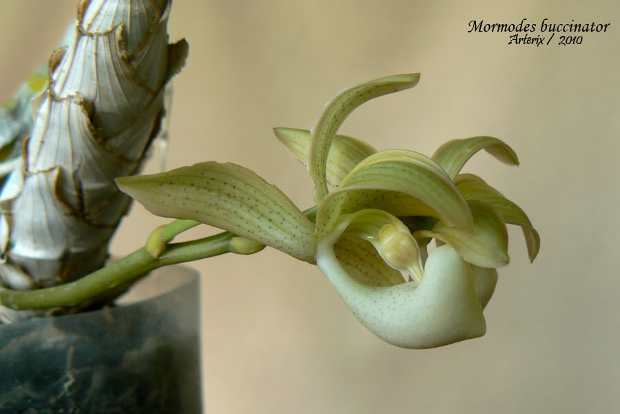 mormodes_biccinator_002.jpg