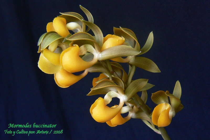 mormodes_buccinator_amarillo_osc-1.jpg