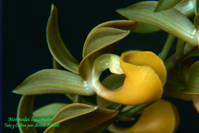 mormodes_buccinator_amarillo_oscuro.jpg
