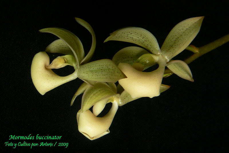 Mormodes_buccinator_crema_03.jpg