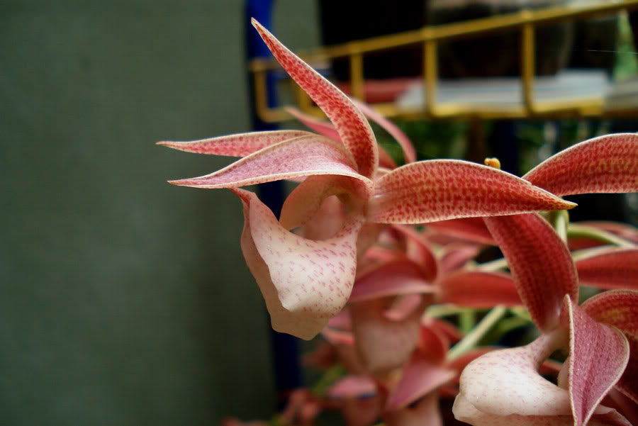 mormodes_sp_02.jpg