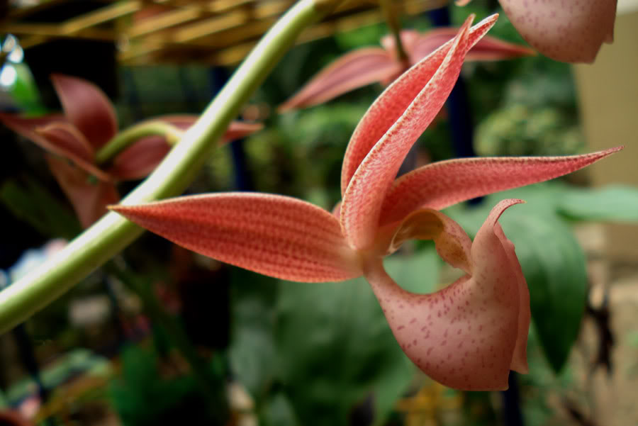 mormodes_sp_03.jpg