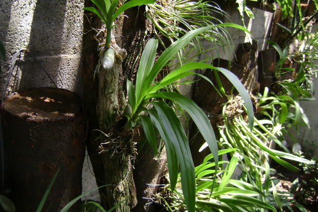 Mormodesaromatica16.jpg