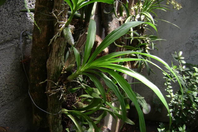 Mormodesaromatica18.jpg