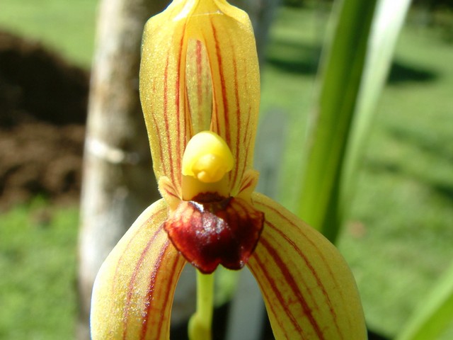 mormolyca_ringens-5.jpg