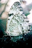 Morpho_catenarius_Ceibas_27Ene2004_th.jpg