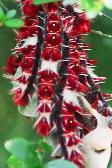 Morpho_epistrophus_larvas_23Nov2002_th.jpg