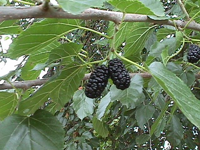Morus_nigra_53.jpg