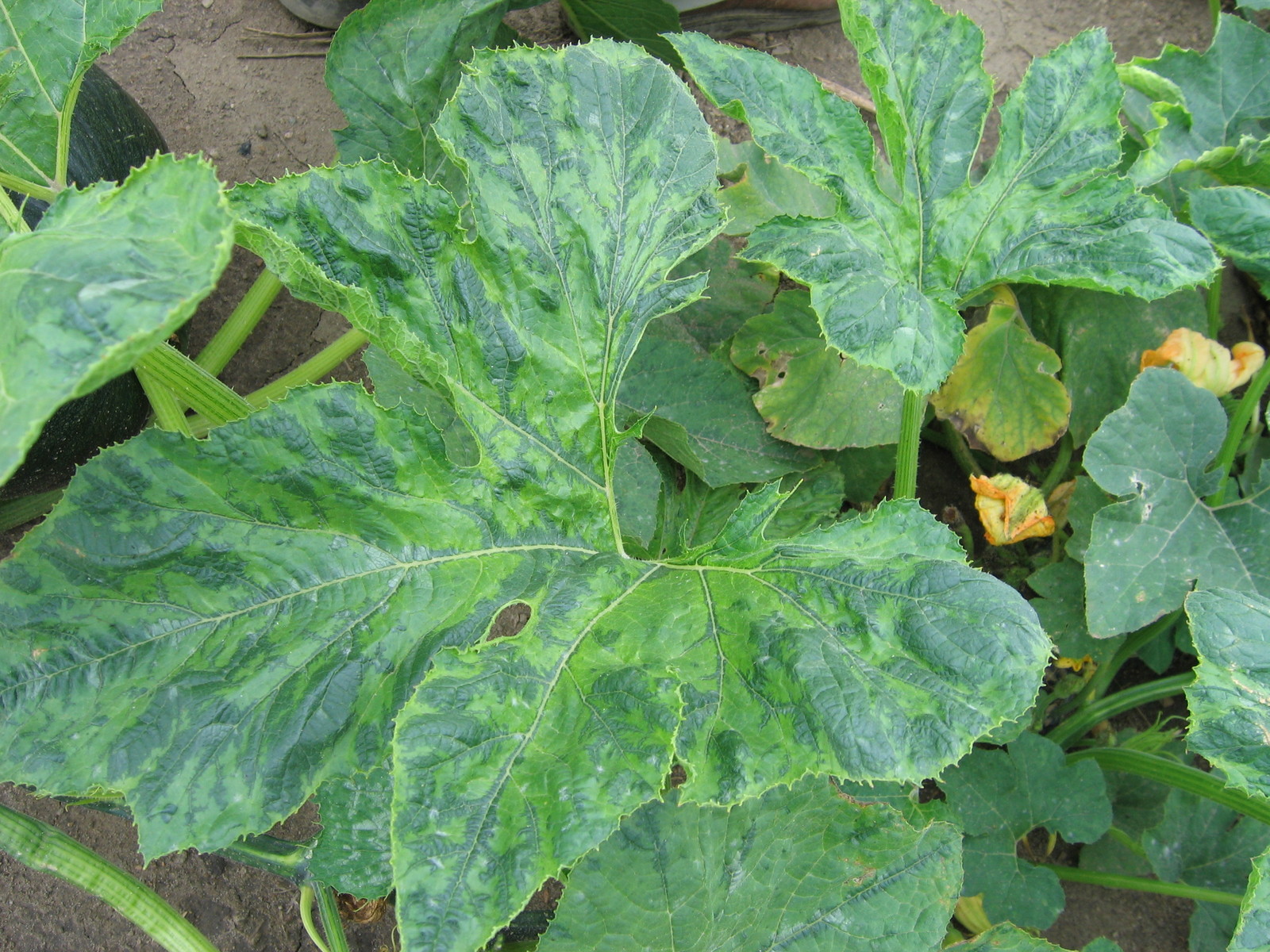 mosaic-virus-on-squash.JPG