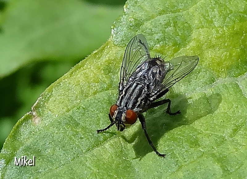 mosc01180.jpg