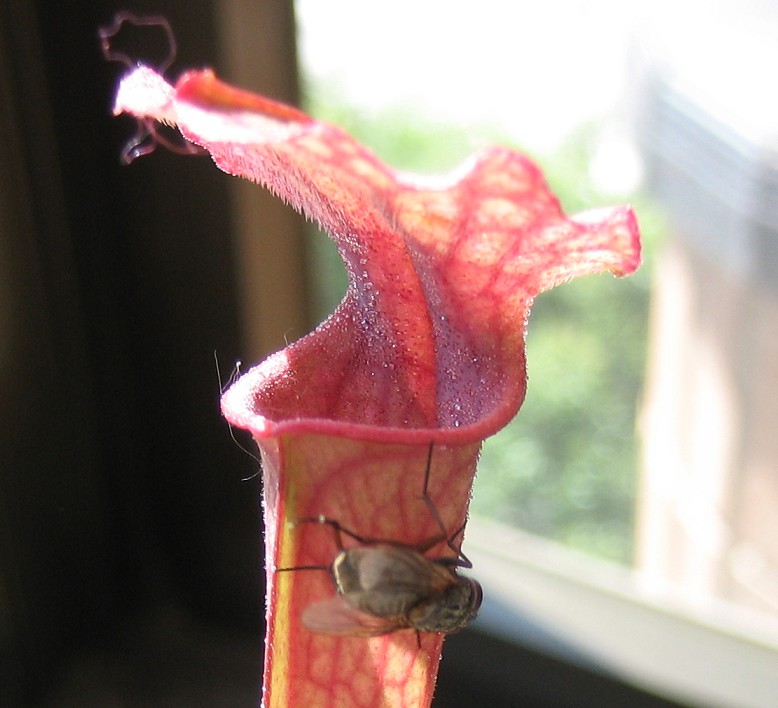 Mosca%20en%20Sarracenia%20III.JPG