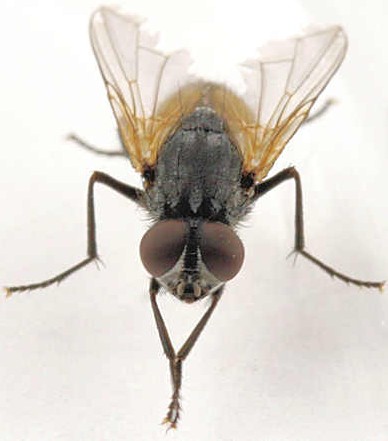 Mosca%20macho.jpg