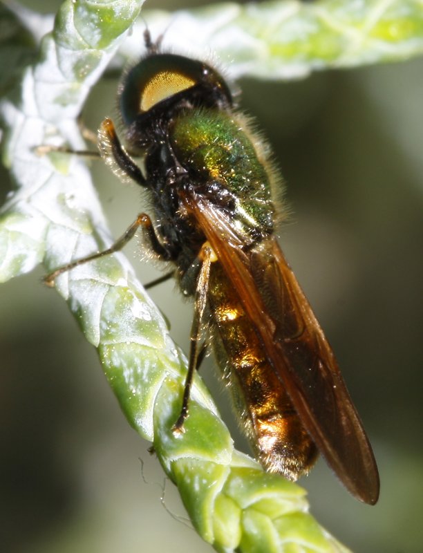 mosca%20verdicobre_2287.jpg