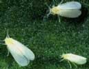 mosca-blanca.jpg