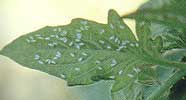 mosca-blanca_2.jpg