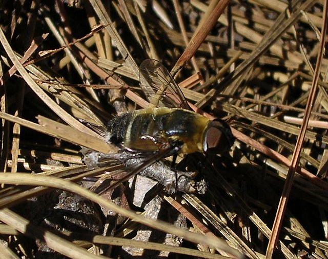 Mosca.jpg