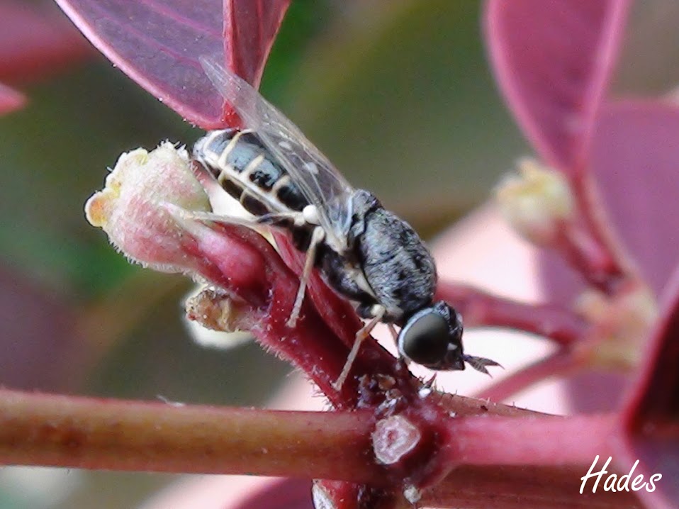 mosca.jpg