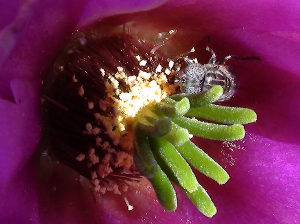 mosca1.jpg