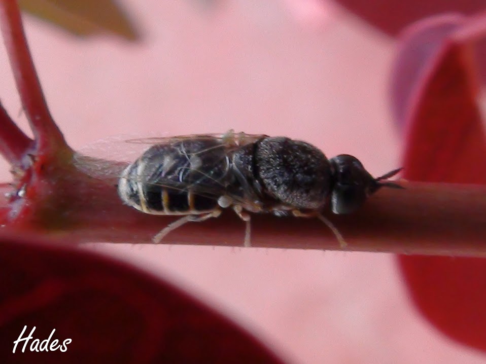 mosca2.jpg