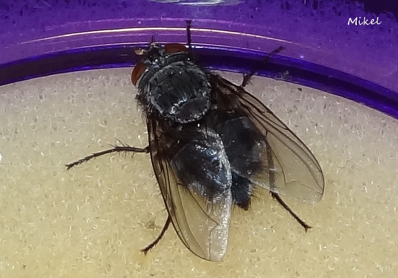 mosca2137.jpg