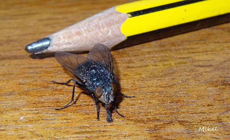 mosca2150b.jpg