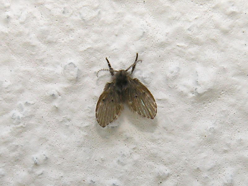 Mosca_050611_092.jpg