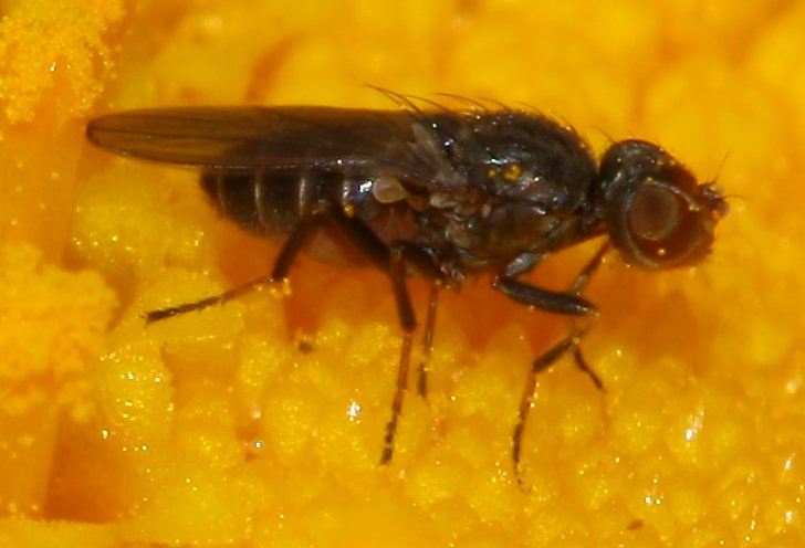 mosca_1720.jpg