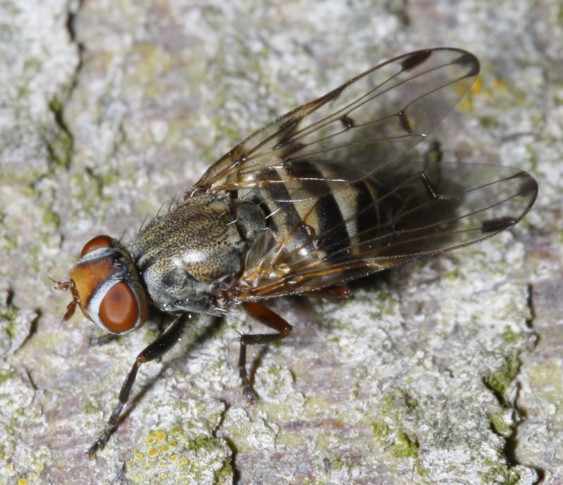 mosca_2210.jpg