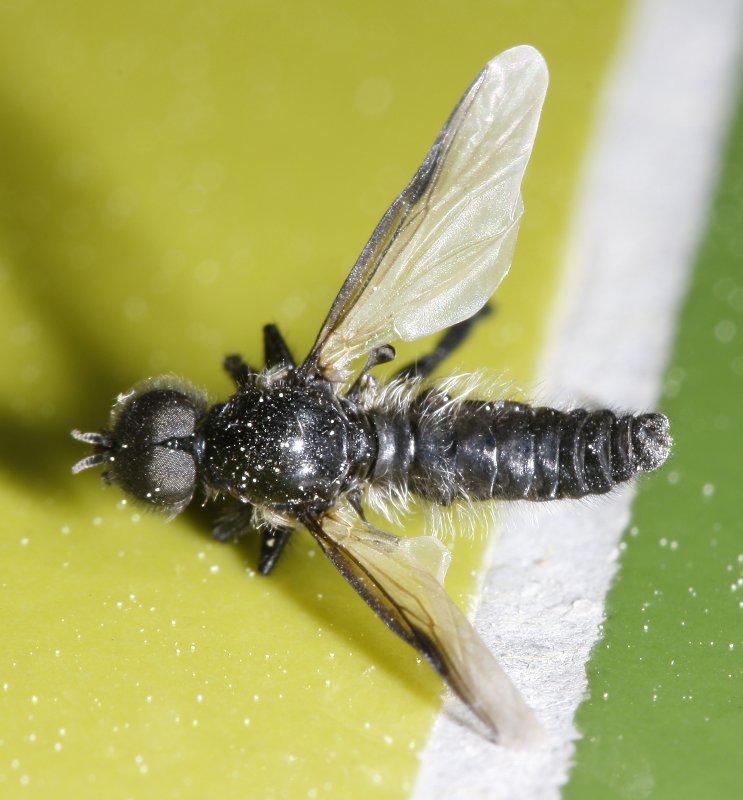 mosca_2280.jpg