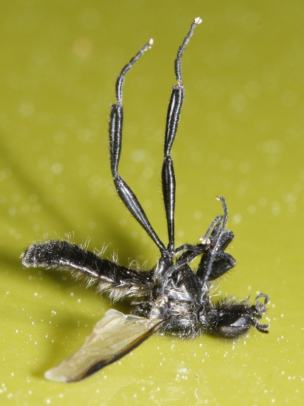 mosca_2282.jpg