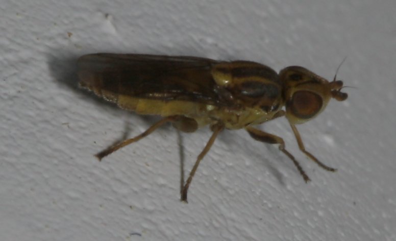 mosca_2302.jpg