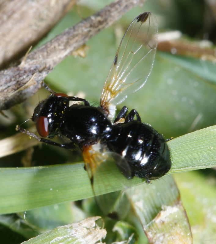 mosca_2361.jpg