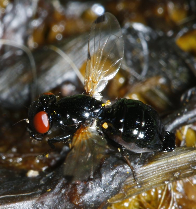 mosca_2367.jpg