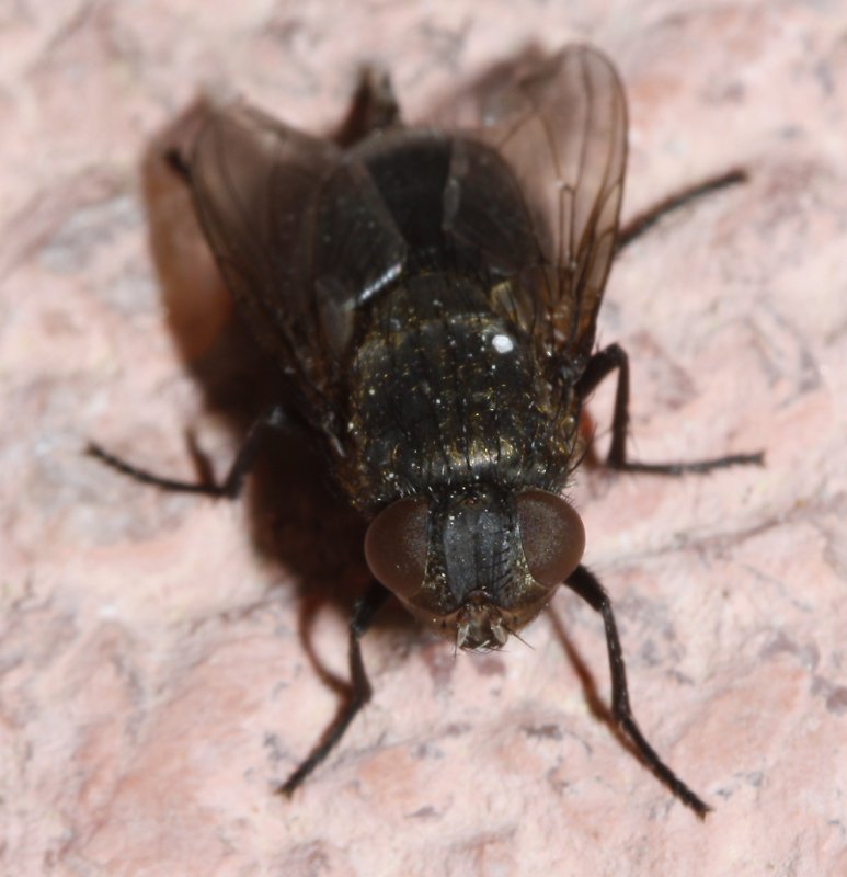 mosca_2707.jpg