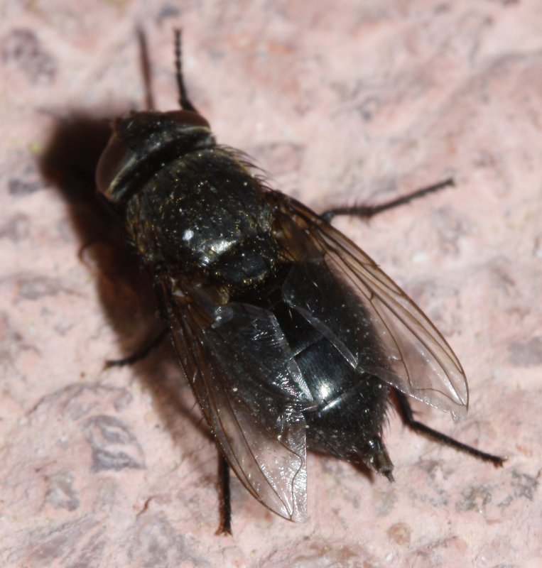 mosca_2708.jpg