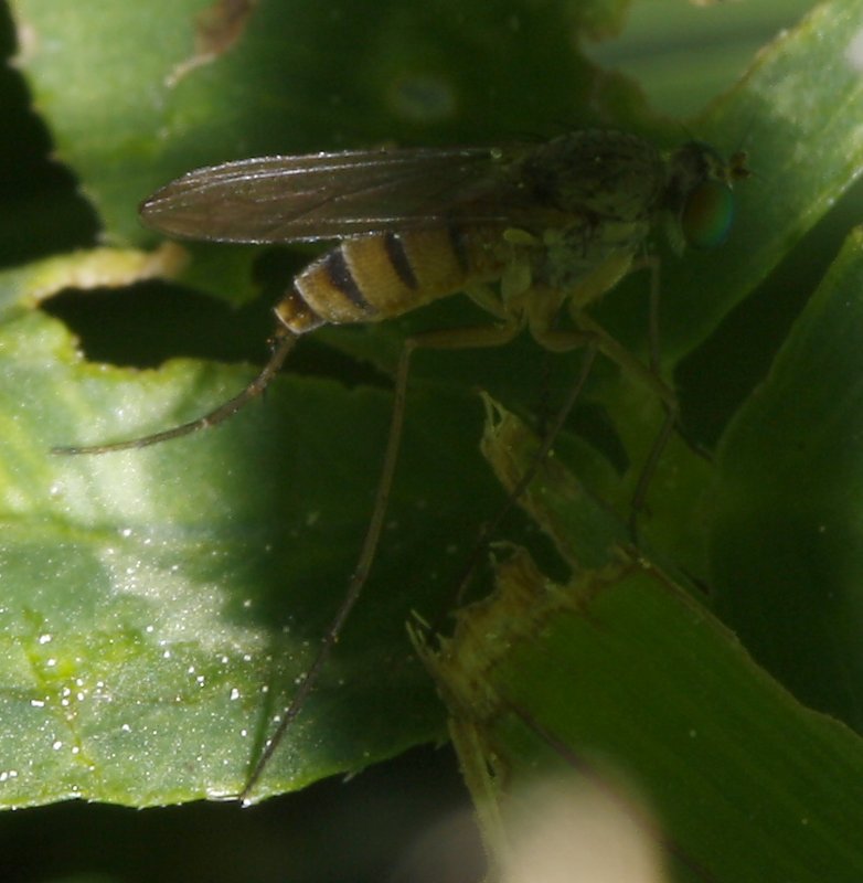 mosca_2882.jpg