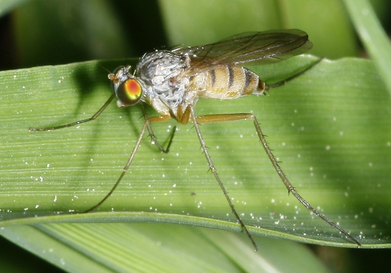 mosca_2883.jpg
