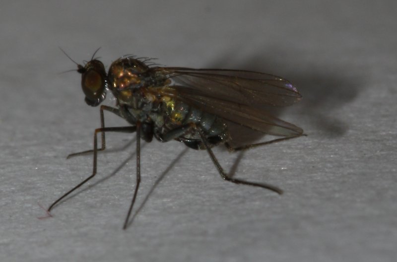 mosca_2930.jpg