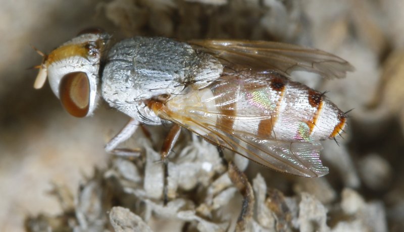 Mosca_3058.jpg