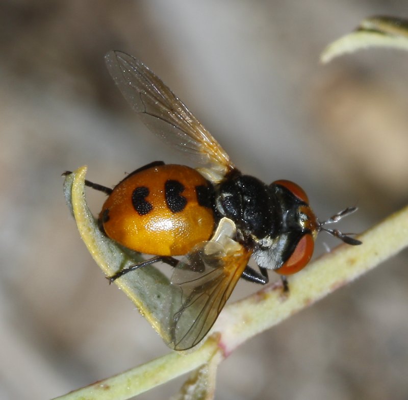 Mosca_3066.jpg