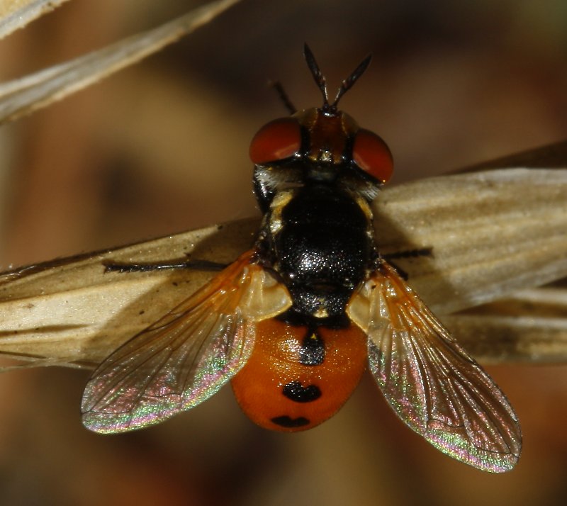 Mosca_3097.jpg