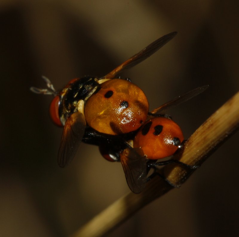 Mosca_3106.jpg