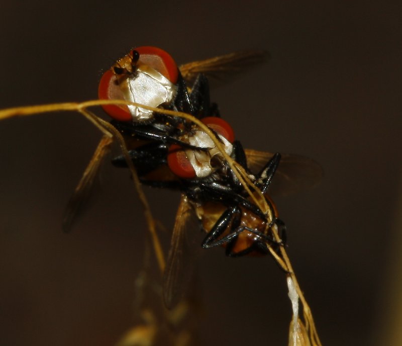 Mosca_3109.jpg
