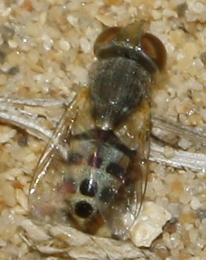 Mosca_3327.jpg