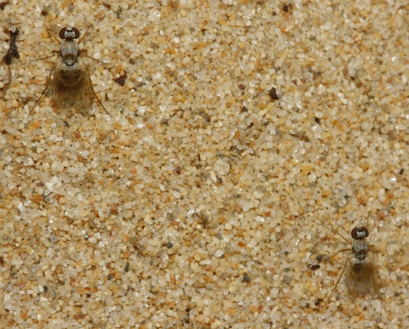 Mosca_3354.jpg