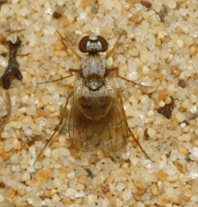 Mosca_3355.jpg