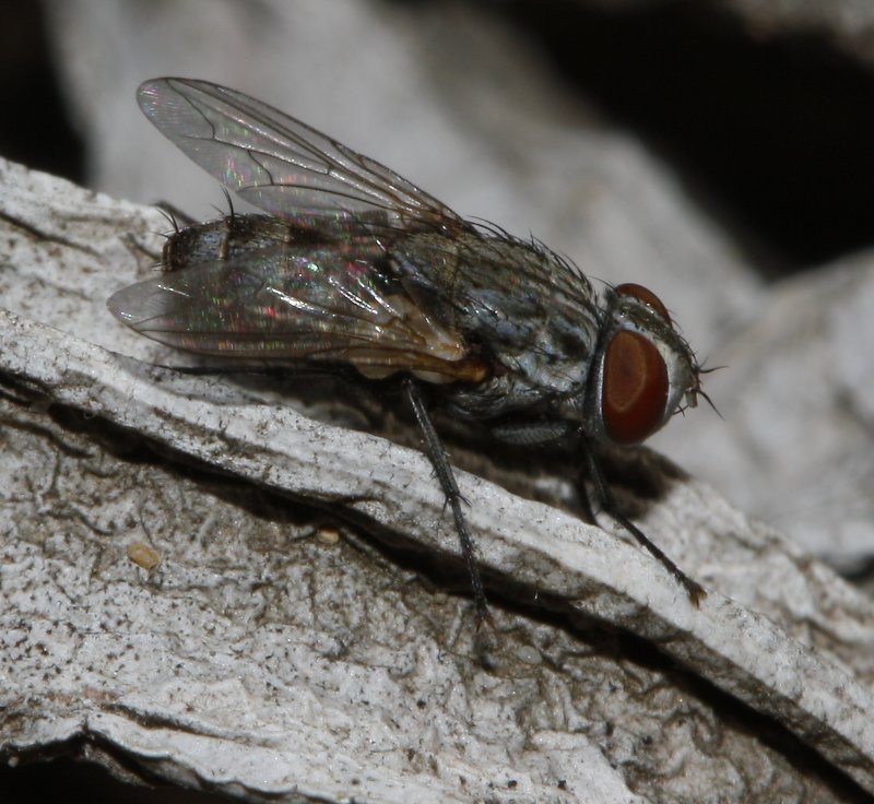 Mosca_3373.jpg