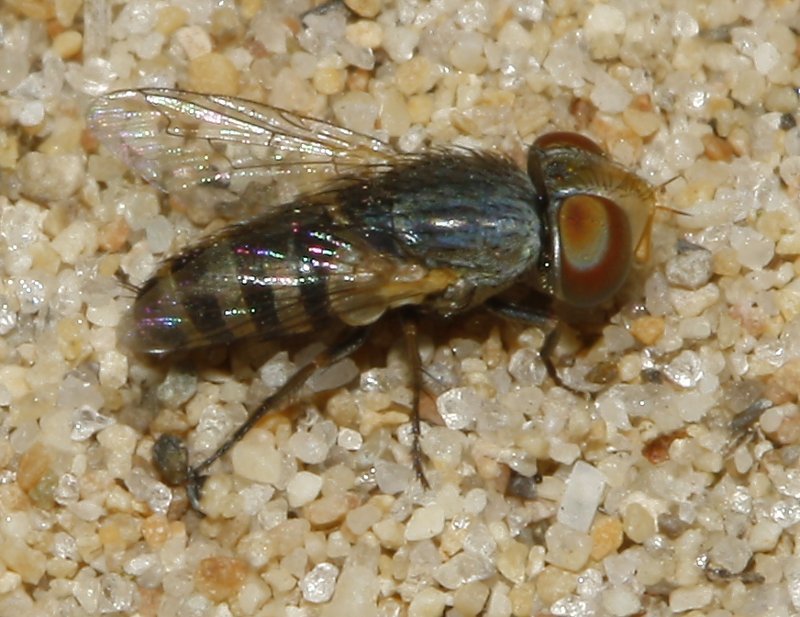 Mosca_3439.jpg