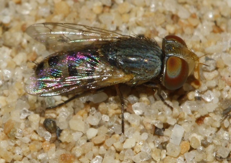 Mosca_3440.jpg