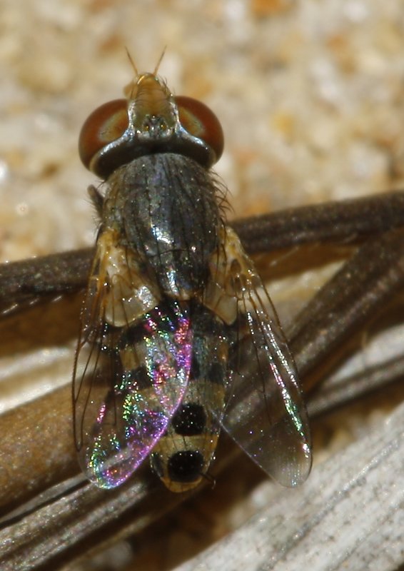 Mosca_3441.jpg